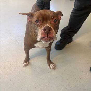 Mixed Breed Dogs Available for Adoption in Huntington, West Virginia - Dusty Stray Hold 5/6 | PetCurious