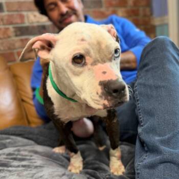 Mixed Breed Dogs Available for Adoption in Savannah, Georgia - Clara | PetCurious