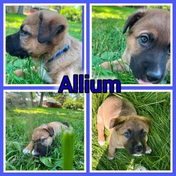 Alium -  German Shepherd Dog Dog for Adoption in Pleasant Ridge, Michigan - Alium | PetCurious