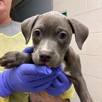 Pit Bull Terrier Dogs Available for Adoption - Claire | PetCurious