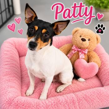 Patty -  Jack Russell Terrier and Dachshund Dog for Adoption in Momence, Illinois - Patty | PetCurious