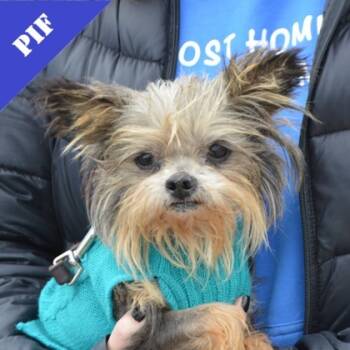 Rescue Yorkshire Terrier and Mixed Breed Dogs for Adoption in Elk Grove Village, Illinois - Benny+(bonded With Bitsy) | PetCurious