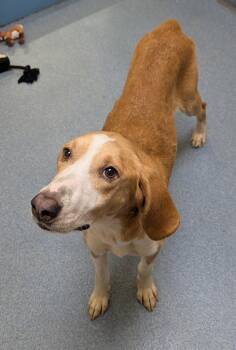Claudia -  Hound Dog for Adoption in Suffolk, Virginia - Claudia | PetCurious
