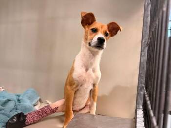 Tinky Winky -  Mixed Breed Dog for Adoption in Raleigh, North Carolina - Tinky Winky | PetCurious