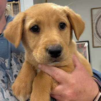 Rescue Yellow Labrador Retriever Dogs for Adoption in Grand Junction, Colorado - Noodles | PetCurious