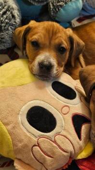 Beagle and Labrador Retriever Dogs Available for Adoption - Dory | PetCurious