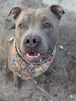 FIRU -  Mixed Breed Dog for Adoption in Jacksonville, Florida - FIRU | PetCurious