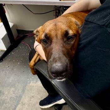 Red Bird -  Mixed Breed Dog for Adoption in Columbiana, Alabama - Red Bird | PetCurious