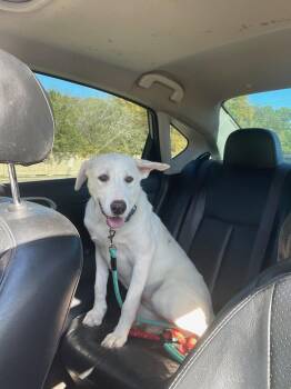 Dot -  Catahoula Leopard Dog and Mixed Breed Dog for Adoption in Livingston, Texas - Dot | PetCurious