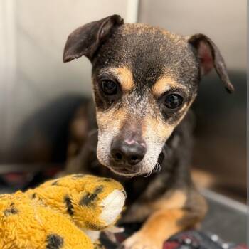 Mixed Breed Dogs Available for Adoption in Dekalb, Illinois - Ditto | PetCurious