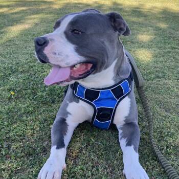 Milo -  Pit Bull Terrier Dog for Adoption in Dallas, Texas - Milo | PetCurious