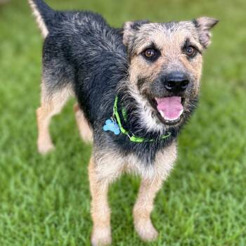 Benji -  German Shepherd Dog and Terrier Dog for Adoption in Boerne, Texas - Benji | PetCurious