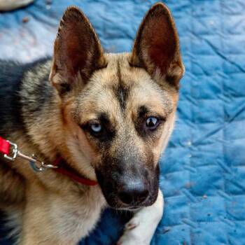 Locke -  German Shepherd Dog and Husky Dog for Adoption in Bloomfield, Connecticut - Locke | PetCurious