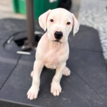 Boxer and American Staffordshire Terrier Dogs Available for Adoption - Vishnu | PetCurious