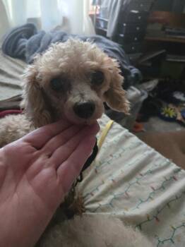 Alice -  Poodle Dog for Adoption in Brunswick, Maine - Alice | PetCurious