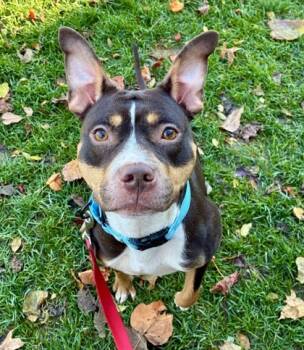 Rescue Pit Bull Terrier and Mixed Breed Dogs for Adoption in Valley View, Ohio - Neapolitan | PetCurious