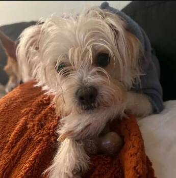Maltese and Poodle Dogs Available for Adoption in Ramona, California - Snowflake | PetCurious