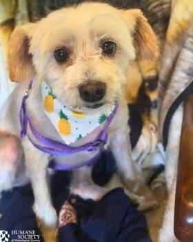 BISCUIT -  Terrier Dog for Adoption in Hagerstown, Maryland - BISCUIT | PetCurious