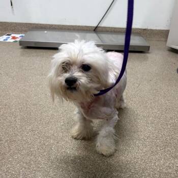 Maltese and Mixed Breed Dogs Available for Adoption - Finn | PetCurious