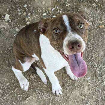 Rescue Terrier Dogs for Adoption in Columbia, Missouri - Olivia | PetCurious