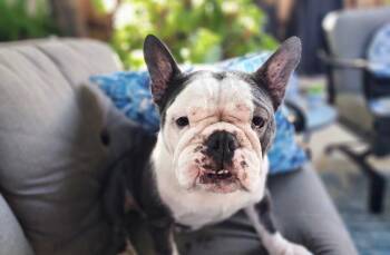 26N-Mama/Willow -  French Bulldog Dog for Adoption in Shingle Springs, California - 26N-Mama/Willow | PetCurious