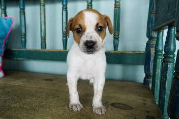 Australian Cattle Dog Blue Heeler Dogs Available for Adoption in San Antonio, Texas - Princess Platypus | PetCurious