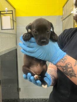 Mixed Breed Dogs Available for Adoption - Topaz | PetCurious