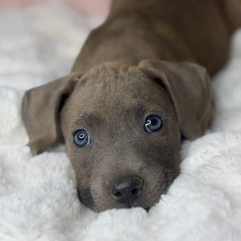 Rhodesian Ridgeback and Labrador Retriever Dogs Available for Adoption in Atlanta, Texas - Brie | PetCurious