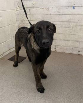 GROVER -  German Shepherd Dog Dog for Adoption in San Bernardino, California - GROVER | PetCurious