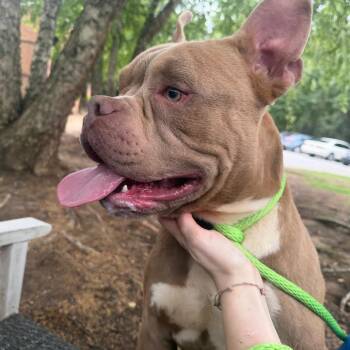 Mudley (formerly Finley) -  Mixed Breed Dog for Adoption in Glenfield, New York - Mudley (formerly Finley) | PetCurious