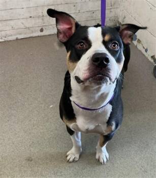 JETHROE -  Pit Bull Terrier Dog for Adoption in San Bernardino, California - JETHROE | PetCurious