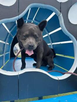 Rescue Chow Chow Dogs for Adoption in Willoughby, Ohio - [URGENT] Frogger | PetCurious