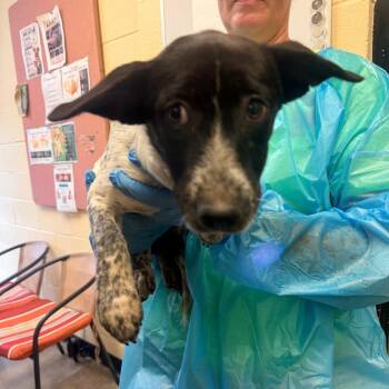 Greta -  Mixed Breed Dog for Adoption in Corinth, Mississippi - Greta | PetCurious