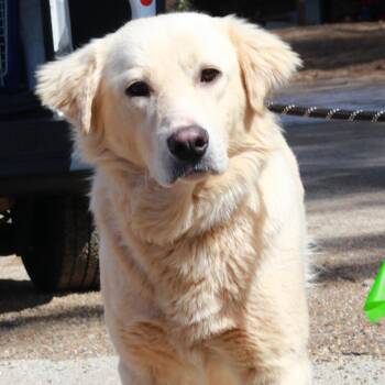 Golden Retriever and Labrador Retriever Dogs Available for Adoption - CT Ramsey | PetCurious