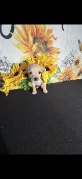 Chihuahua Dogs Available for Adoption in Cottonwood, California - Kailani  | PetCurious