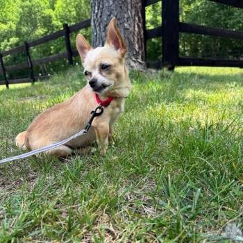 Little Foot -  Mixed Breed Dog for Adoption in Fredericksburg, Virginia - Little Foot | PetCurious