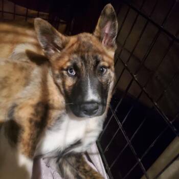 Mixed Breed Dogs Available for Adoption - Joey | PetCurious