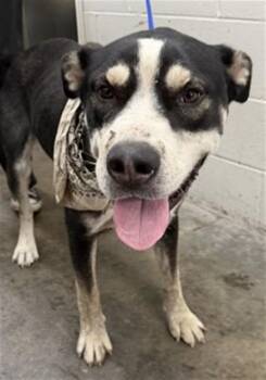 MILO -  German Shepherd Dog and Mixed Breed Dog for Adoption in San Bernardino, California - MILO | PetCurious