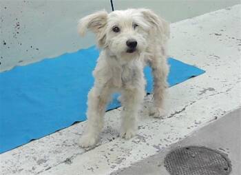 Maltese and Mixed Breed Dogs Available for Adoption in Houston, Texas - TURBO | PetCurious