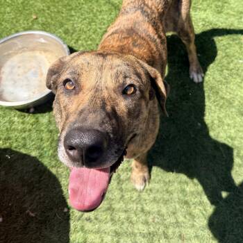 Cinnabon -  Anatolian Shepherd Dog for Adoption in Whittier, California - Cinnabon | PetCurious