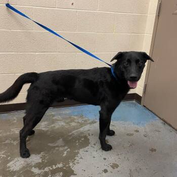 Mixed Breed Dogs Available for Adoption in Memphis, Tennessee - CHAZ | PetCurious