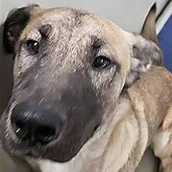 Chase - URGENT -  Shepherd Dog for Adoption in Thousand Oaks, California - Chase - URGENT | PetCurious
