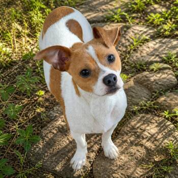 Chihuahua Dogs Available for Adoption in Boerne, Texas - Mojo | PetCurious