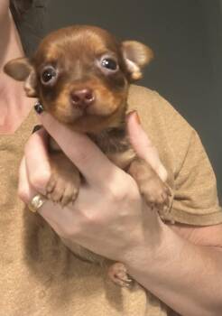 Rescue Miniature Pinscher Dogs for Adoption in Brownstown, Indiana - Jamie | PetCurious