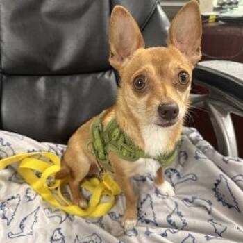 Indigo -  Chihuahua Dog for Adoption in Worcester, Massachusetts - Indigo | PetCurious