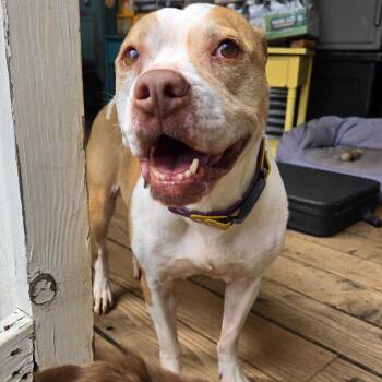 Pit Bull Terrier Dogs Available for Adoption in Turlock, California - Pippi | PetCurious