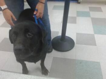 RONDO -  Rottweiler Dog for Adoption in Oklahoma City, Oklahoma - RONDO | PetCurious