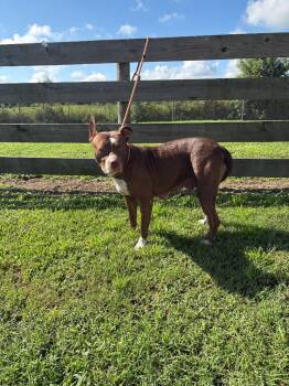 Susie -  Pit Bull Terrier Dog for Adoption in Wauchula, Florida - Susie | PetCurious
