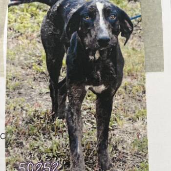 Hercules -  Mixed Breed Dog for Adoption in West Palm Beach, Florida - Hercules | PetCurious