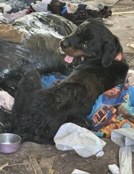 A479695 -  Rottweiler Dog for Adoption in Oklahoma City, Oklahoma - A479695 | PetCurious